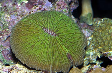 Coral (Heliofungia sp.)