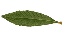Hoja de níspero