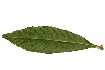 Hoja de níspero