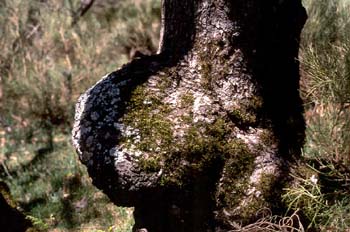 Rebollo / melojo - Tronco (Quercus pyrenaica)