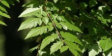 árbol de los farolillos (KoelreuteriaPaniculata)