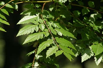 árbol de los farolillos (KoelreuteriaPaniculata)