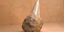 Tiburón - Diente (Escuálido) Mioceno