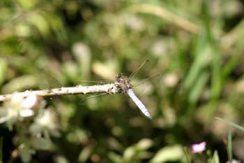 Libélula flecha azul (Orthetrum coerulescens)