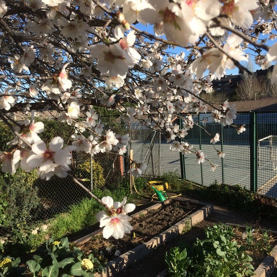 El huerto en febrero_CEIP FDLR_Las Rozas 8