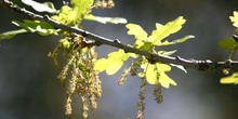 Carvallo - Flor masc. (Quercus robur)