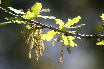 Carvallo - Flor masc. (Quercus robur)