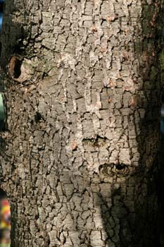 Cedro del Atlas - Tronco (Cedrus atlantica)