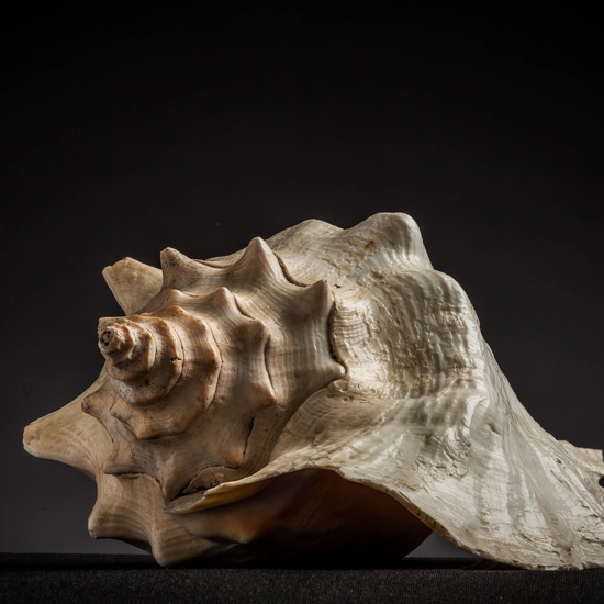 IES_CARDENALCISNEROS_CONCHAS_074