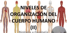 La organización del cuerpo humano (II)