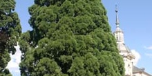 Secuoya gigante - Porte (Sequoiadendron giganteum)