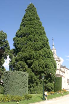 Secuoya gigante - Porte (Sequoiadendron giganteum)