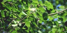 Chopo temblón - Hojas (Populus tremula)