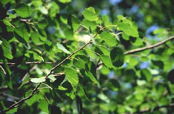 Chopo temblón - Hojas (Populus tremula)