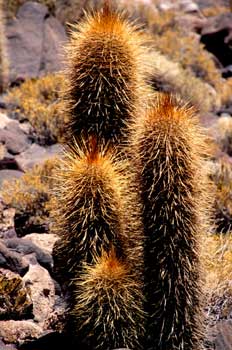 Cactus, Cactaceae