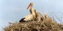 Cigüeña blanca (Ciconia ciconia)