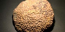 Acervularia toscheli (Coral) Devónico