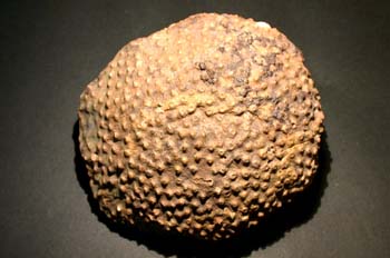 Acervularia toscheli (Coral) Devónico