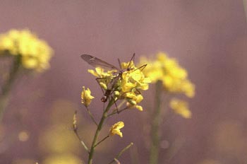 Típula (Tipula sp.)