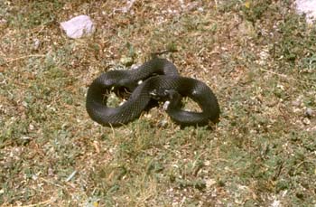 Culebra de collar (Natrix natrix)