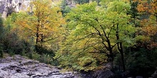 Vegetación otoñal en valle de Añisclo