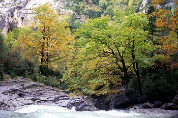 Vegetación otoñal en valle de Añisclo