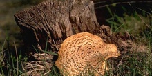 Silla de montar (Polyporus squamosus)