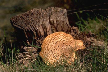 Silla de montar (Polyporus squamosus)