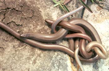 Lución (Anguis fragilis)