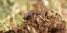 Moscarda rayada coprógaga (Phaonia viarum)