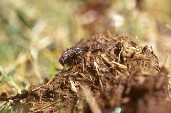 Moscarda rayada coprógaga (Phaonia viarum)