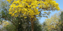 Árbol