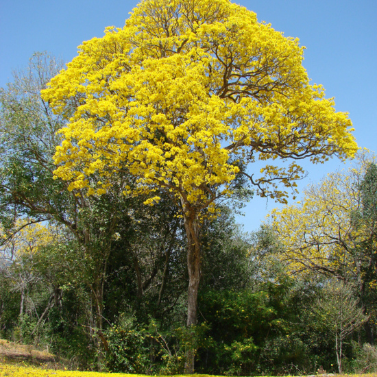 Árbol