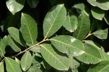 Lauroceraso - Hoja (Prunus laurocerasus)