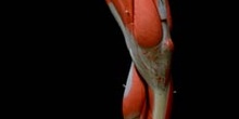 Músculos de la pierna