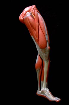 Músculos de la pierna