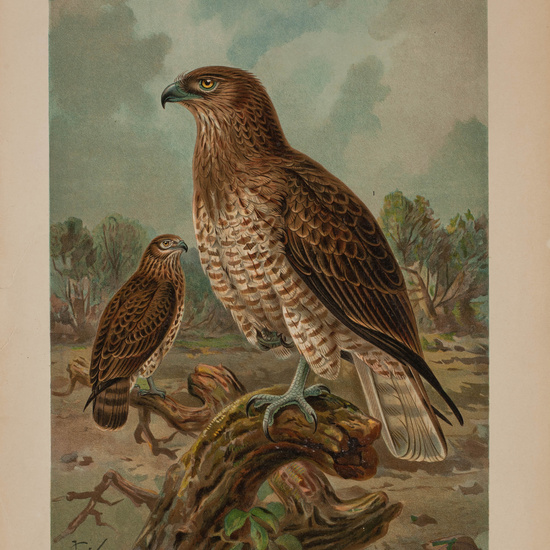 IES_CARDENALCISNEROS_AVES_LAMINAS_184