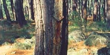 Pino resinero - Tronco (Pinus pinaster)