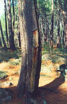Pino resinero - Tronco (Pinus pinaster)
