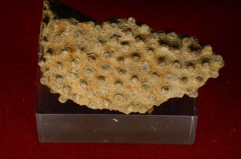 Colonia de Corales, Paleozoico Silúrico