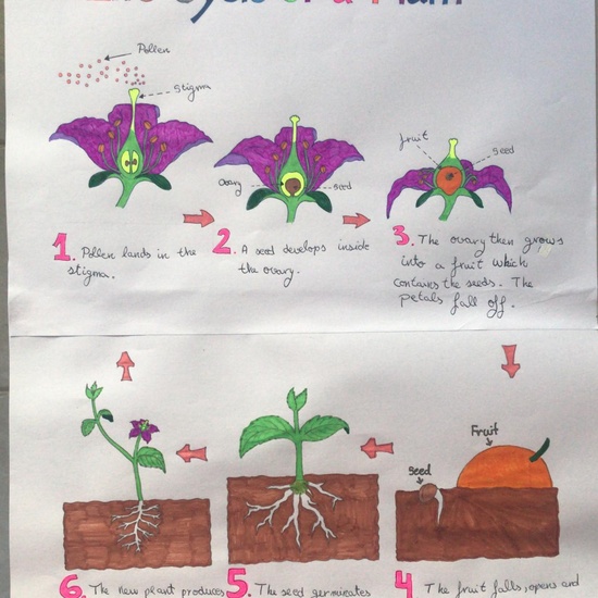 Lucia Life Cycle of a plant