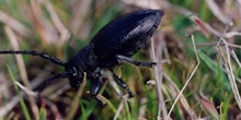 Longicornio zapador (Dorcadion hispanicum)