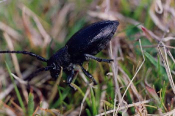 Longicornio zapador (Dorcadion hispanicum)