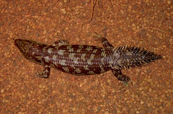 Lagartija del desierto, Australia