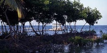 Manglares en Cayo Caulker, Belice