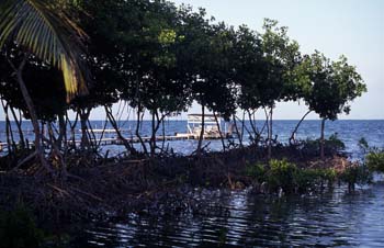 Manglares en Cayo Caulker, Belice
