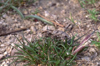 Gorgojo (Cleonus piger)