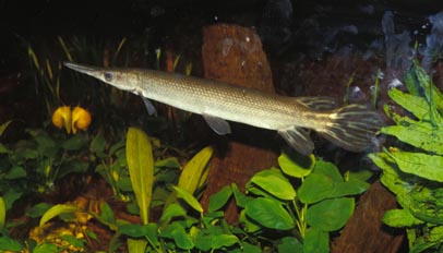 Pez cocodrilo (Atractosteus sp.)