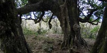 Jaboncillo, Ecuador