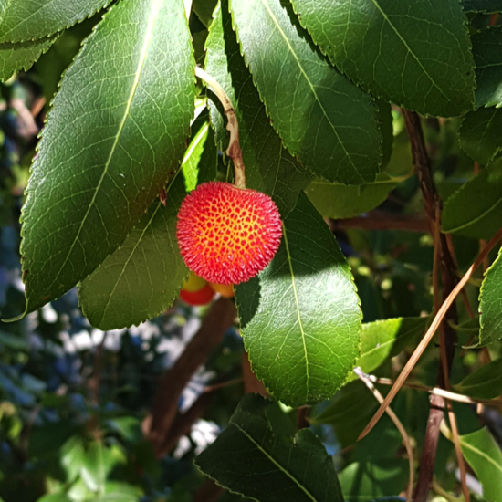 La Pedriza. 3º ESO. 2017-2018. 28